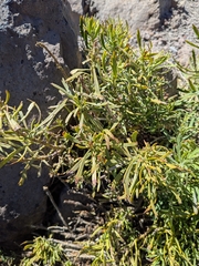 Bethencourtia palmensis, photograph (c) Borja Fierro, some rights reserved (CC BY)