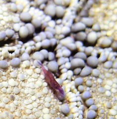 Zenopontonia soror