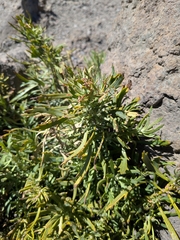 Bethencourtia palmensis, photograph (c) Borja Fierro, some rights reserved (CC BY)