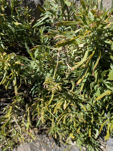 Bethencourtia palmensis, photograph 6