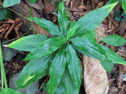 Pollia secundiflora observed 2026-04-28