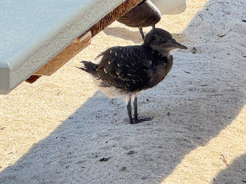 iNaturalist image