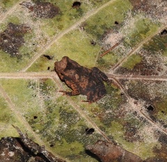 Rhinella castaneotica