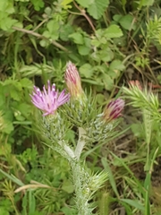 Carduus argentatus