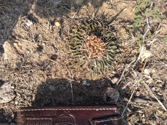 Echinofossulocactus pentacanthus