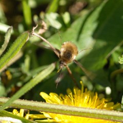Bombylius major