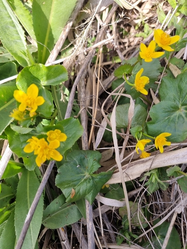 marsh marigold