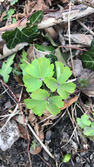 Aquilegia vulgaris