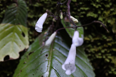 Streptocarpus wilmsii, photograph (c) alanbedfordshaw, some rights reserved (CC BY-SA)
