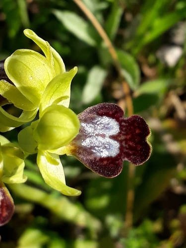 Ophrys fusca subsp. fusca image