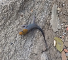 Gonatodes albogularis fuscus