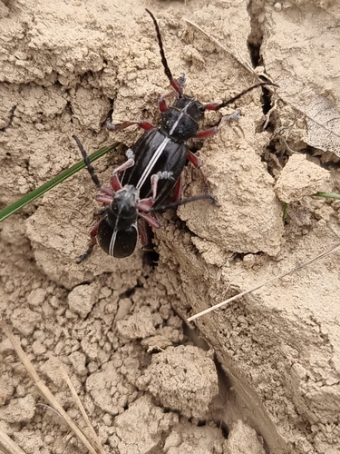 Dorcadion pedestre