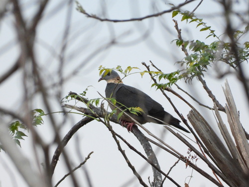 Ashy Wood Pigeon (Columba pulchricollis), photo 4