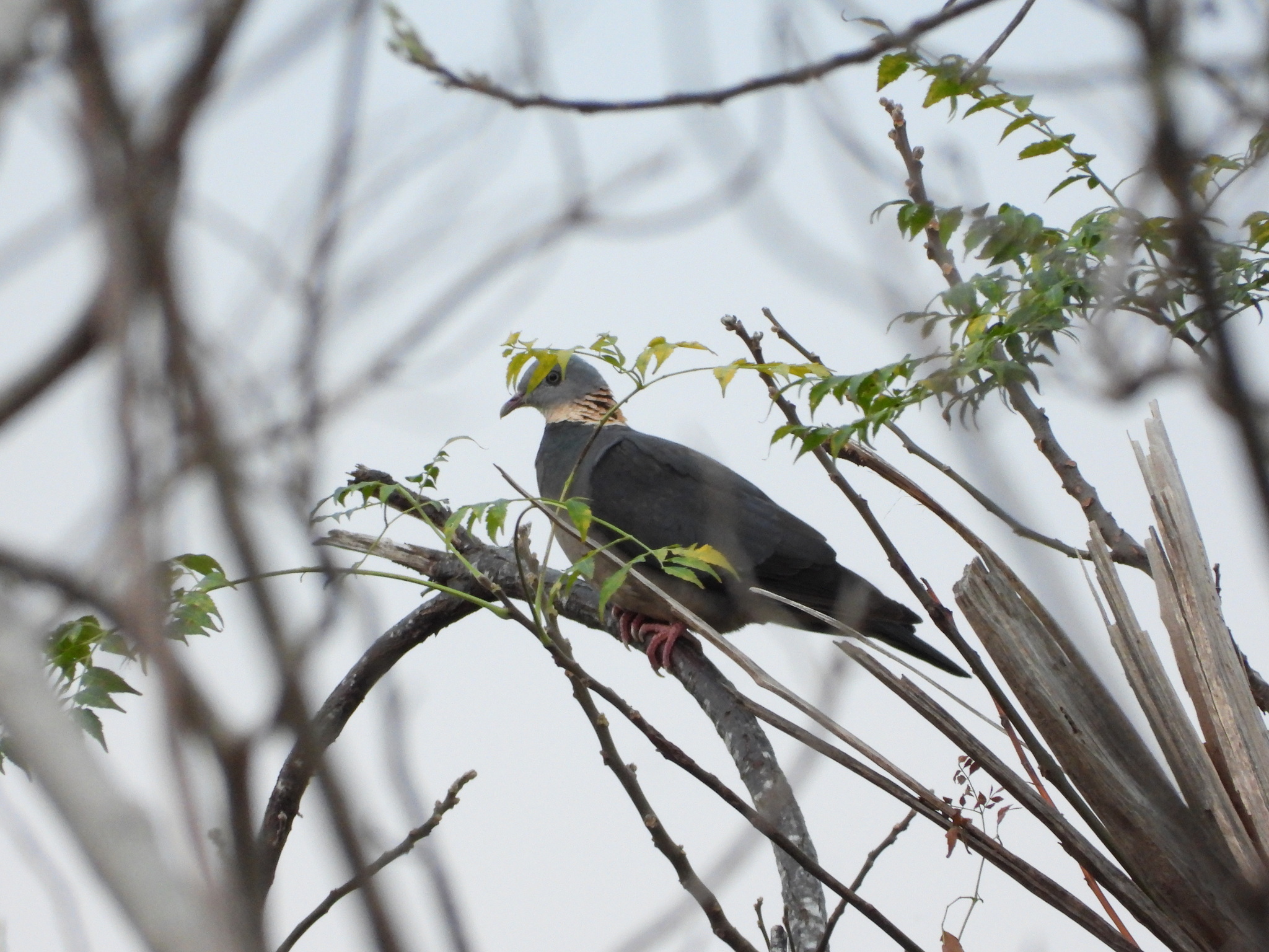 Ashy Wood Pigeon (Columba pulchricollis), photo 7