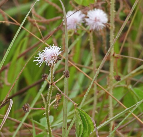 Mimosa debilis, 2026-04-18