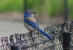 Aphelocoma californica