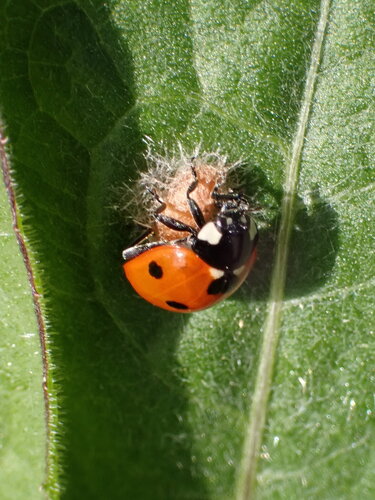 Ladybug