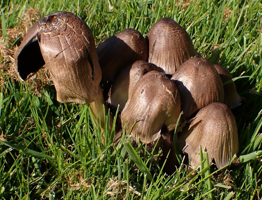 Coprinopsis romagnesiana · April 2026 · photo: © grahamday (iNaturalist, cc-by)