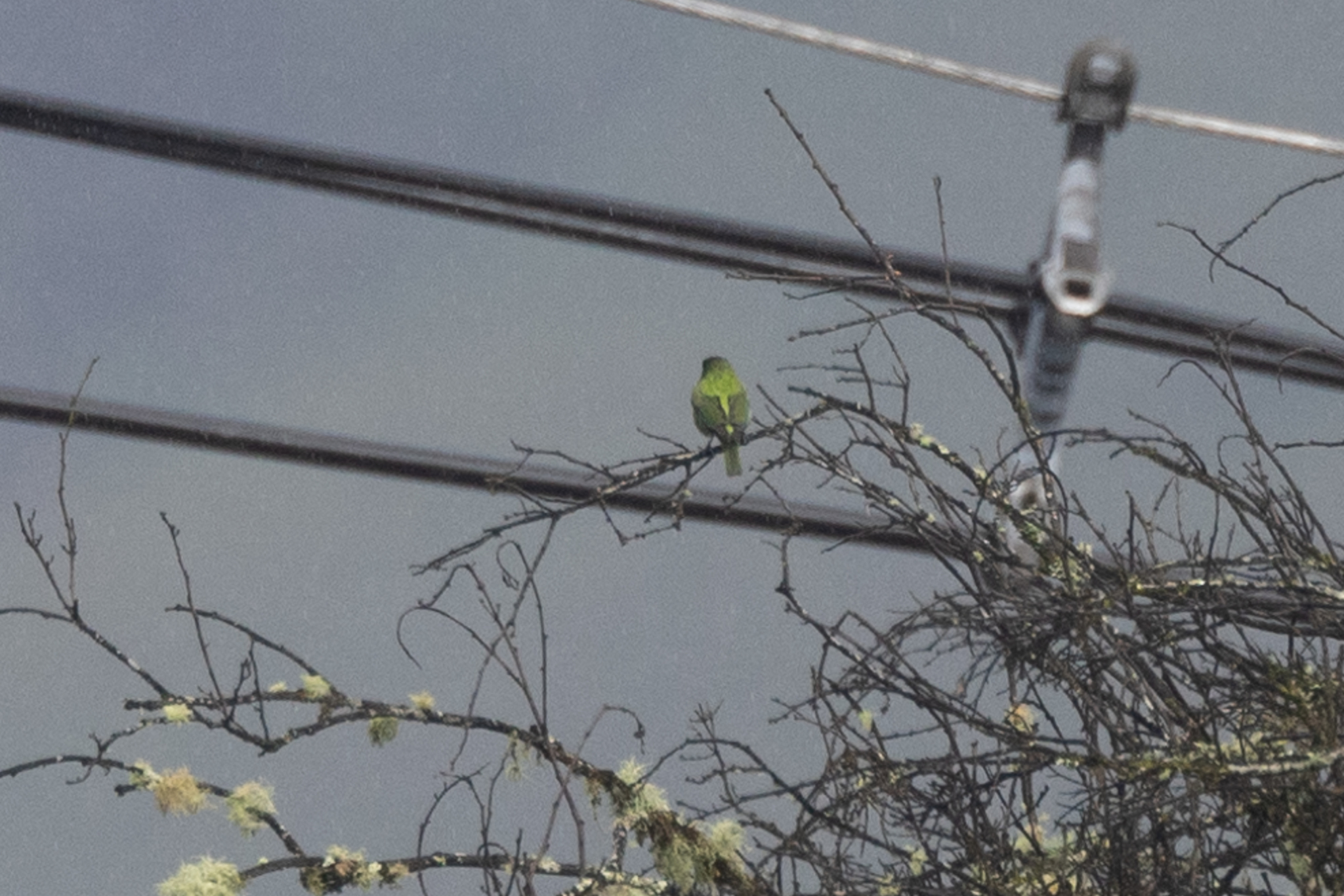 Black-capped Tanager (Stilpnia heinei), photo 8