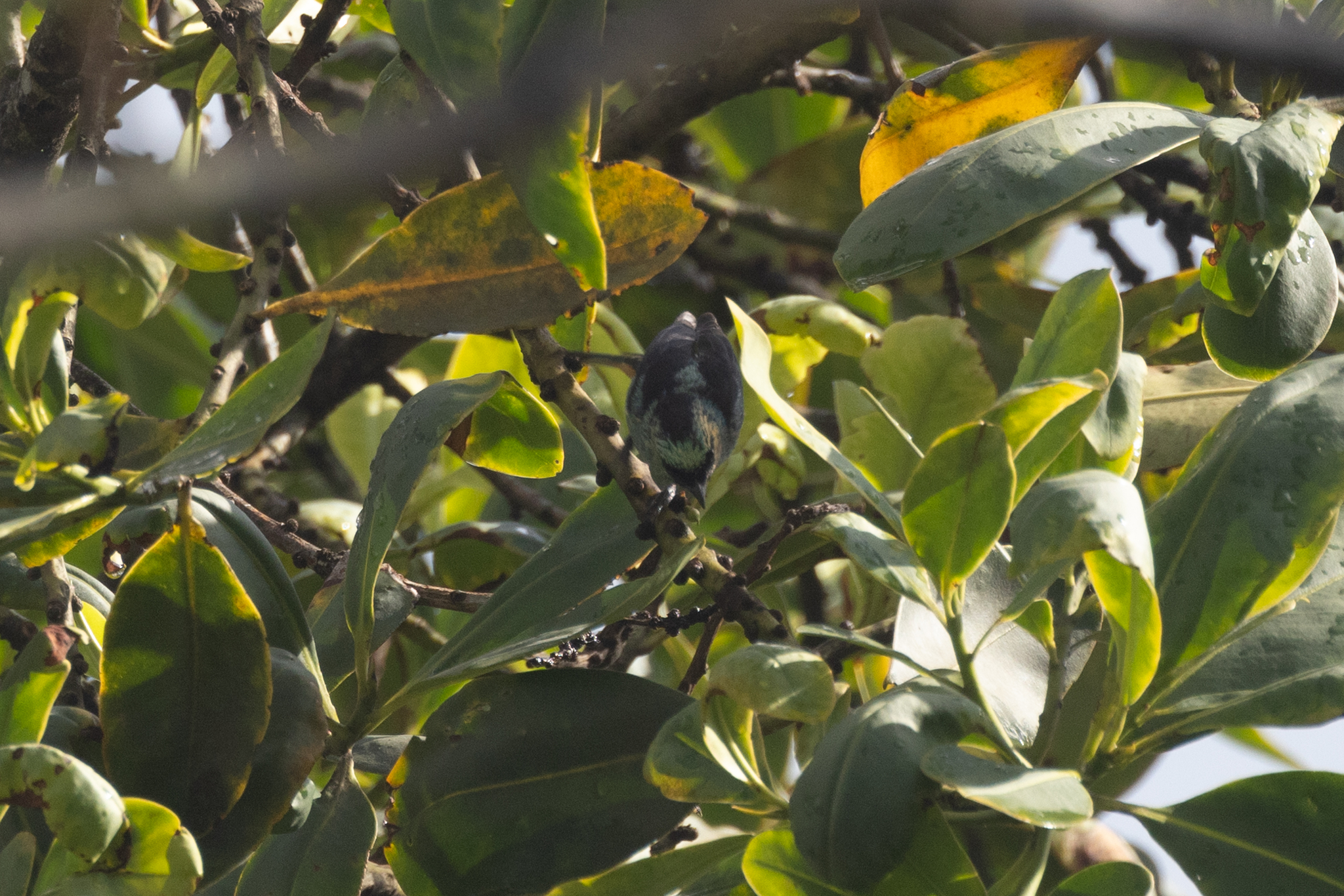 Metallic-green Tanager (Tangara labradorides), photo 2