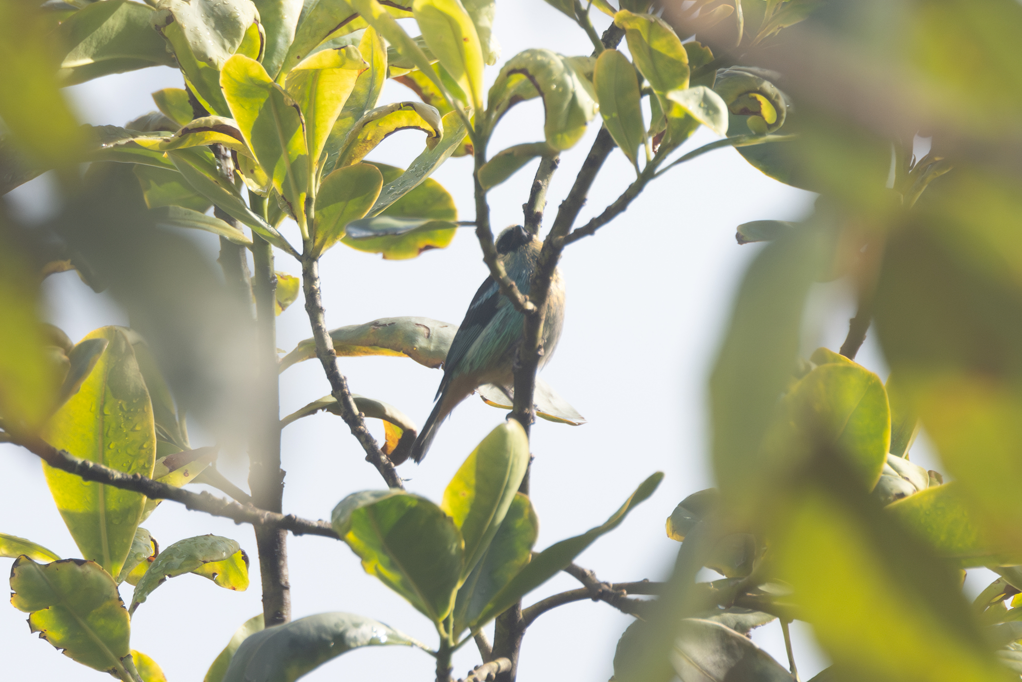 Metallic-green Tanager (Tangara labradorides), photo 3