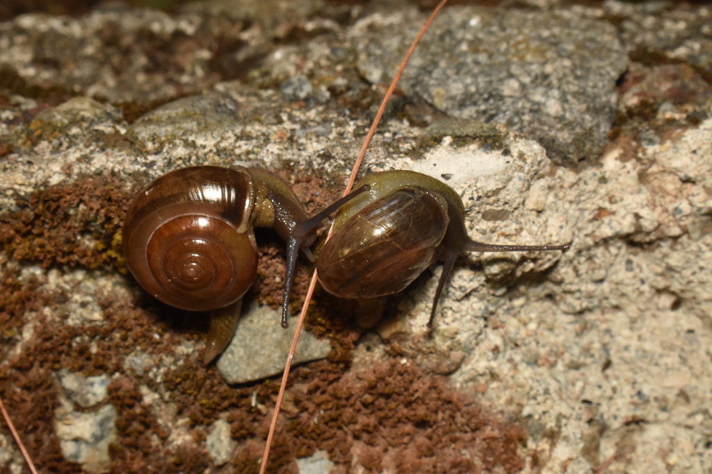 horntail snail from Burnham Park, Jose Abad Santos Dr, Baguio, 2600 ...