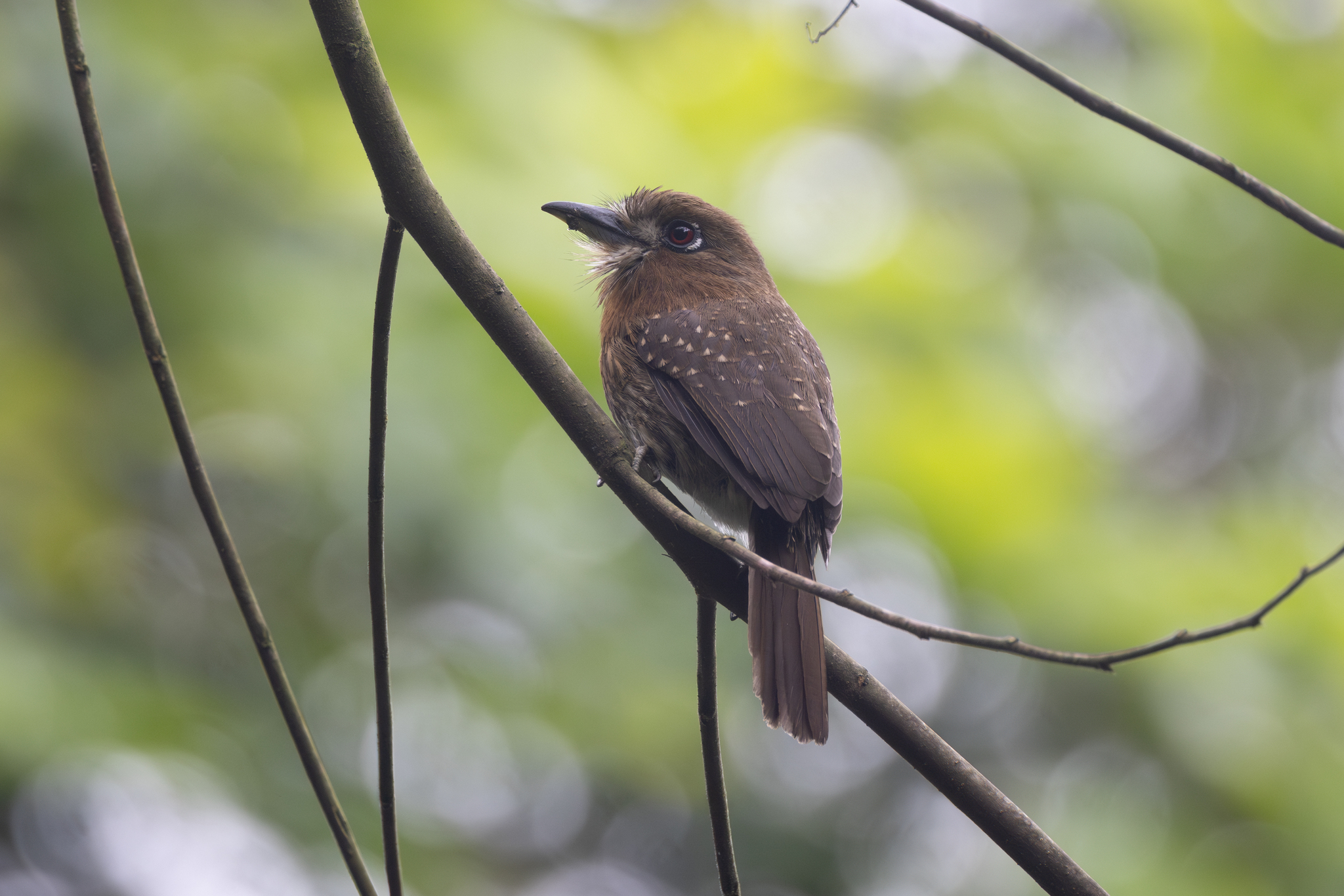 Moustached Puffbird (Malacoptila mystacalis), photo 2