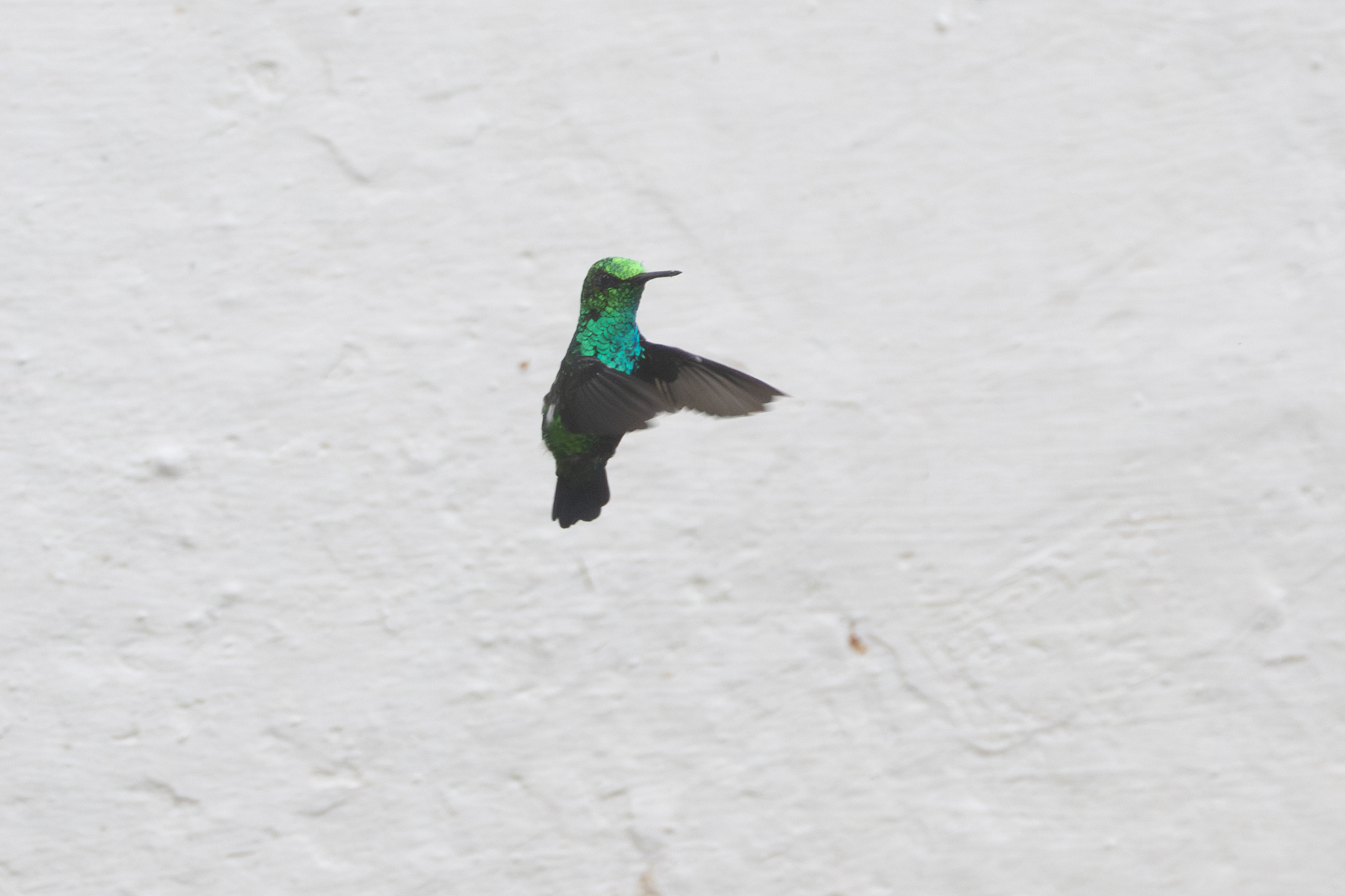 Western Emerald (Chlorostilbon melanorhynchus), photo 2