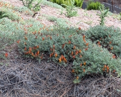 Christmas Berry (Pyranthus)