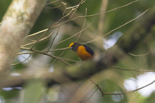 Orange-crowned Euphonia (Euphonia saturata)