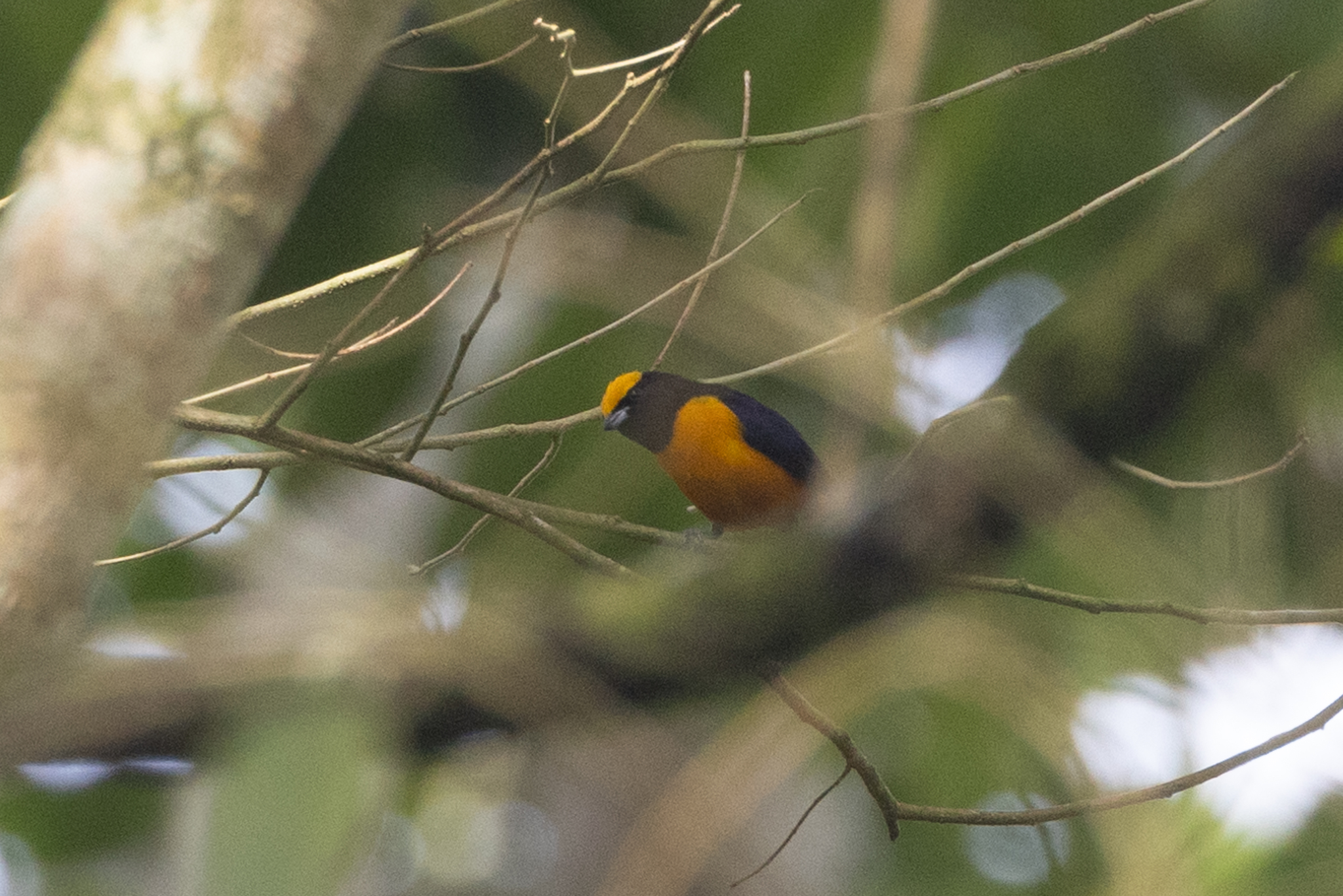 Orange-crowned Euphonia (Euphonia saturata), photo 1
