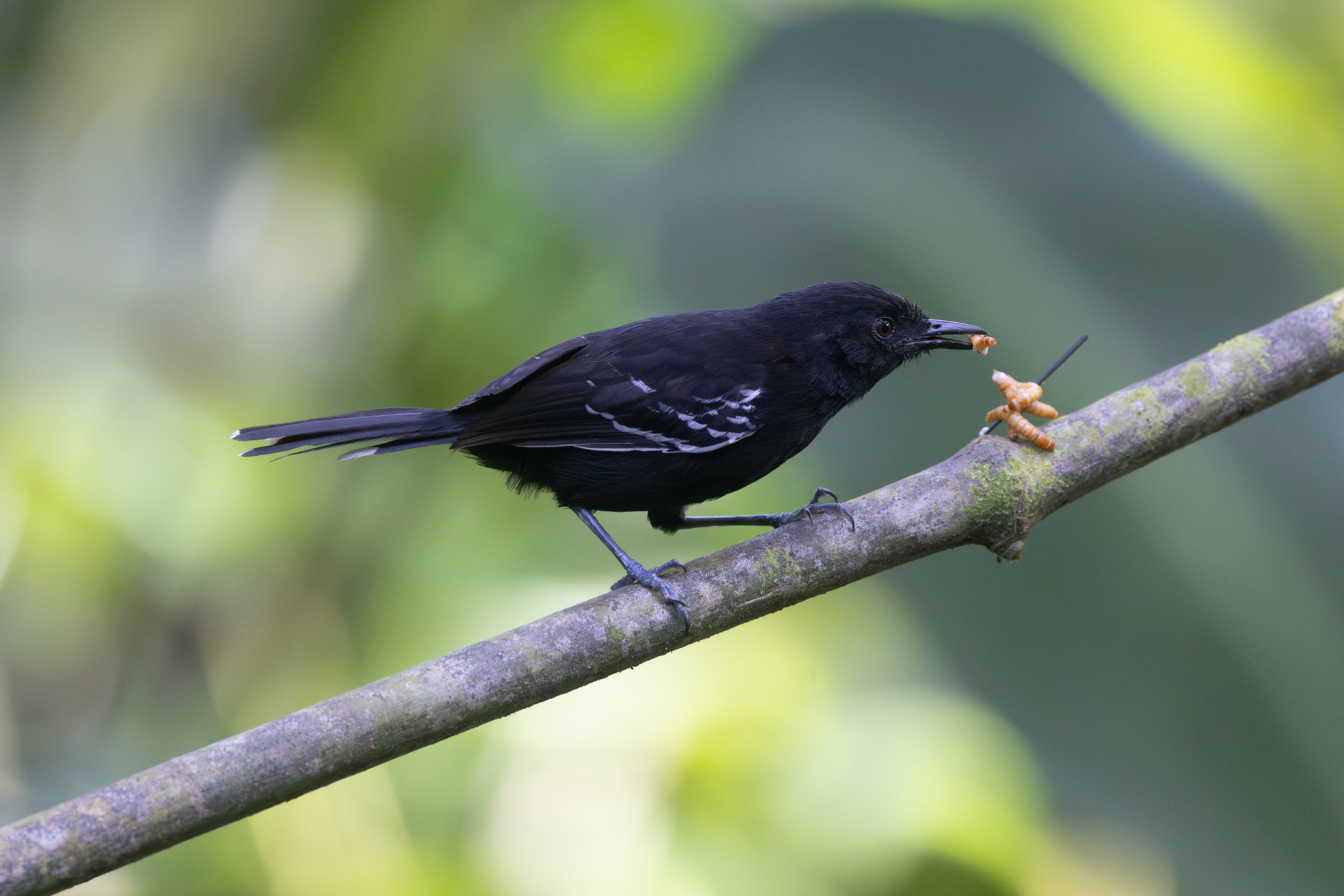 Jet Antbird (Cercomacra nigricans), photo 4