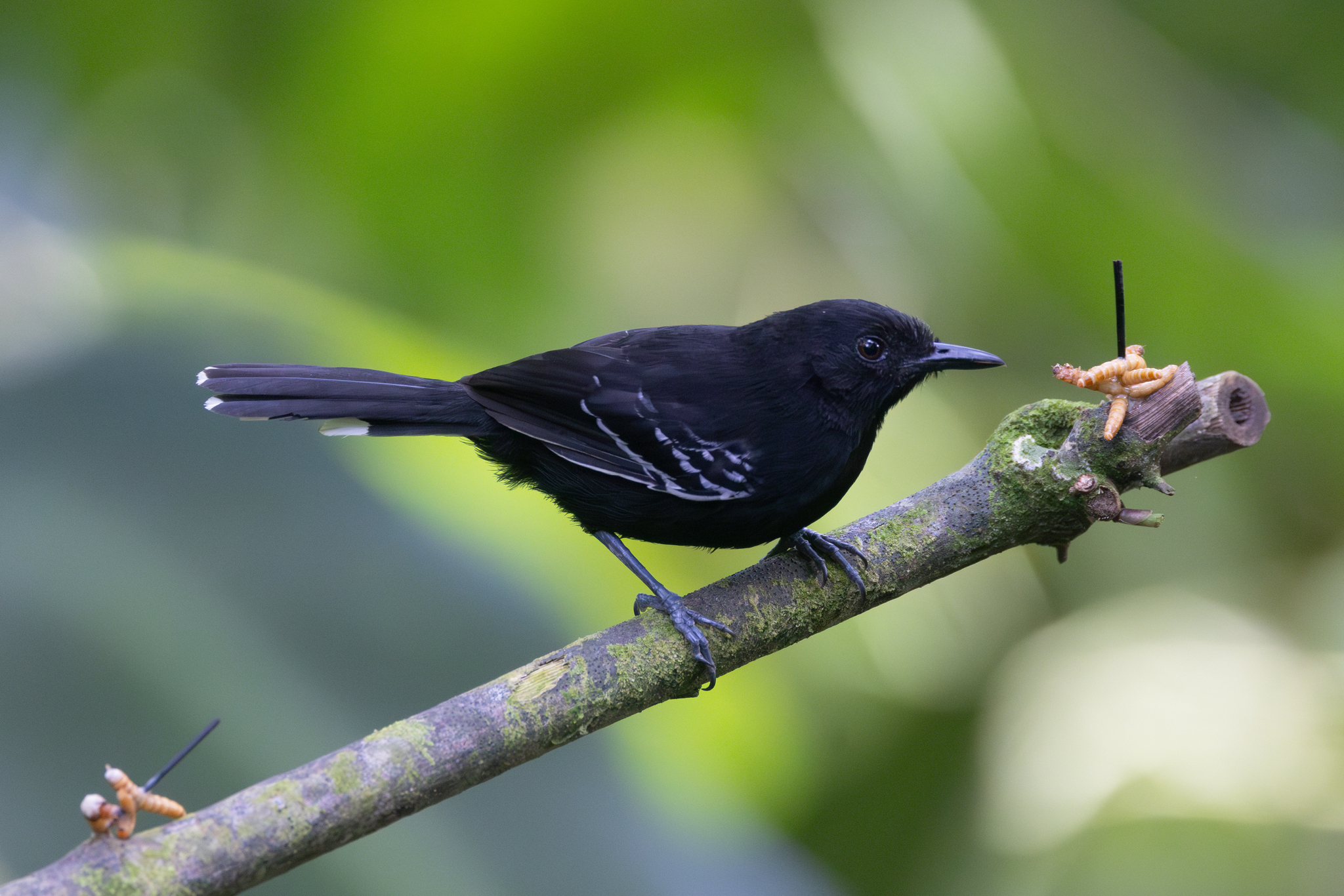 Jet Antbird (Cercomacra nigricans), photo 5