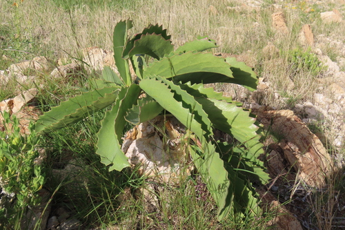 Cyphostemma bainesii