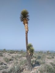 Yucca decipiens
