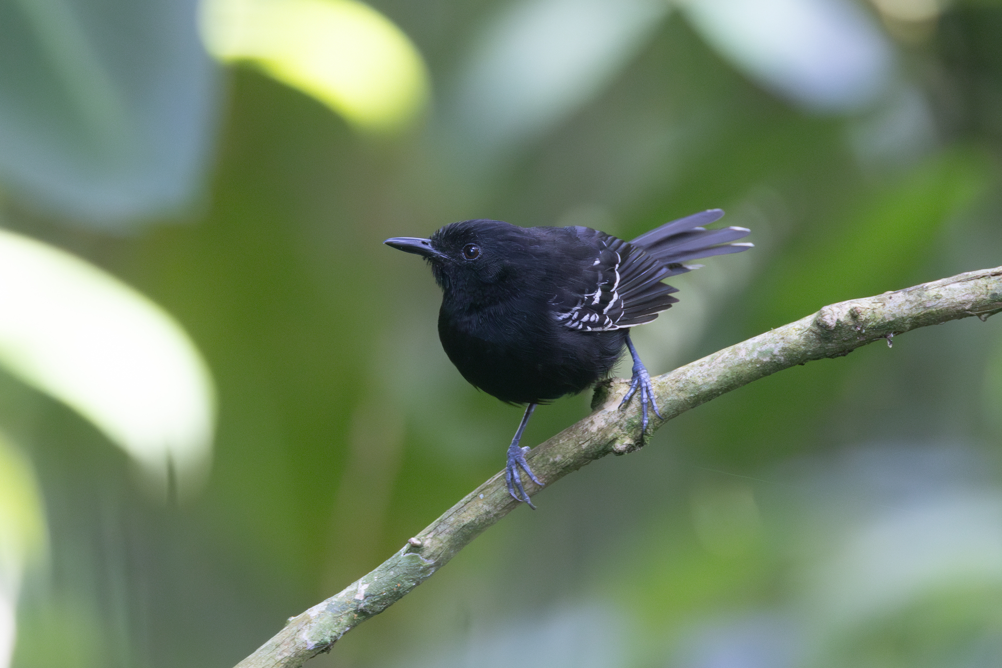 Jet Antbird (Cercomacra nigricans), photo 6