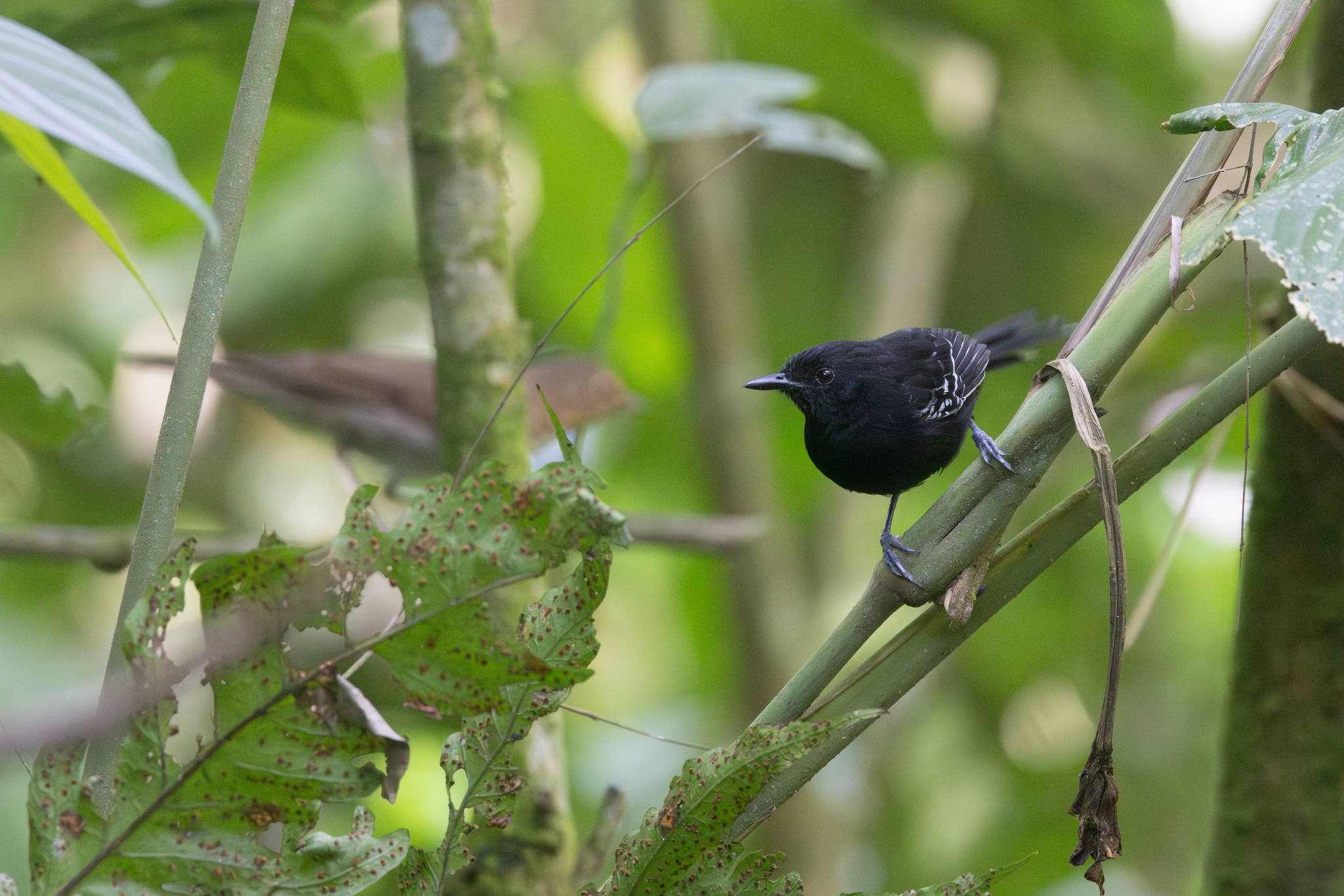 Jet Antbird (Cercomacra nigricans), photo 7