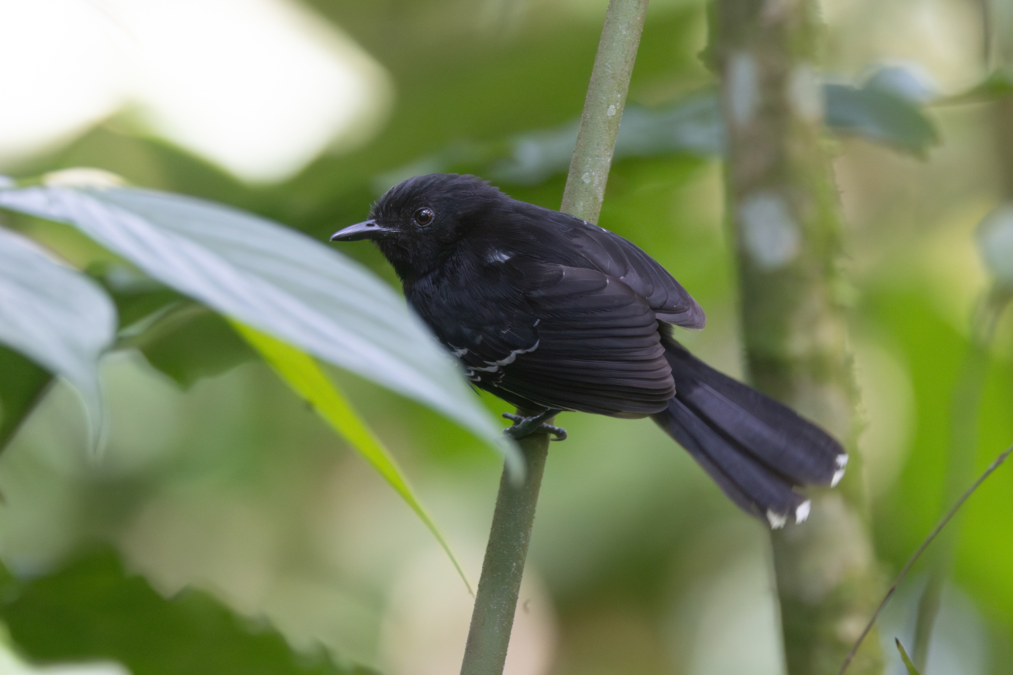 Jet Antbird (Cercomacra nigricans), photo 8