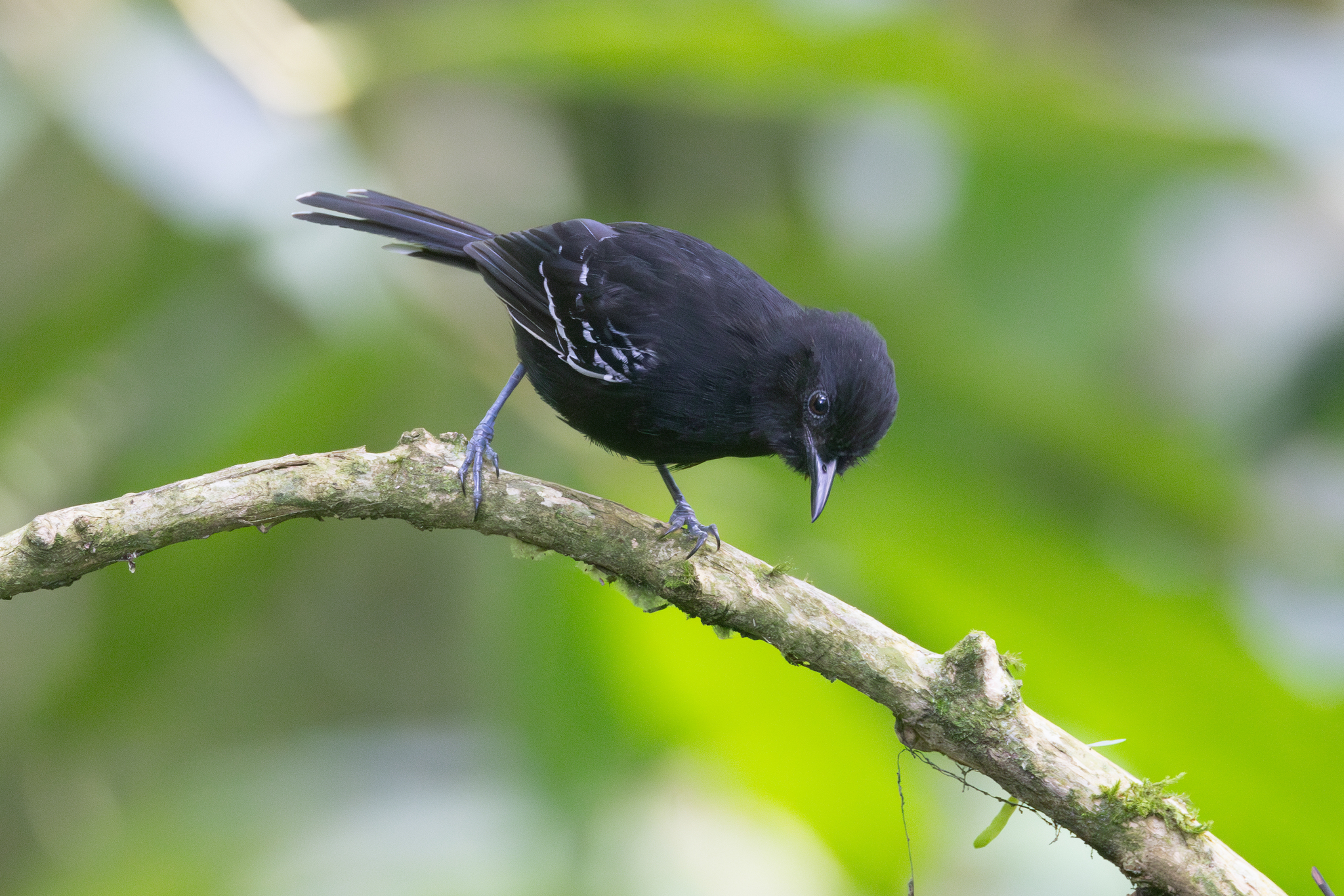 Jet Antbird (Cercomacra nigricans), photo 9