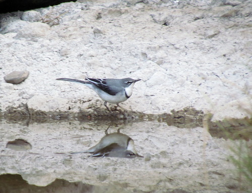 iNaturalist image