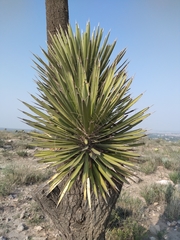 Yucca decipiens