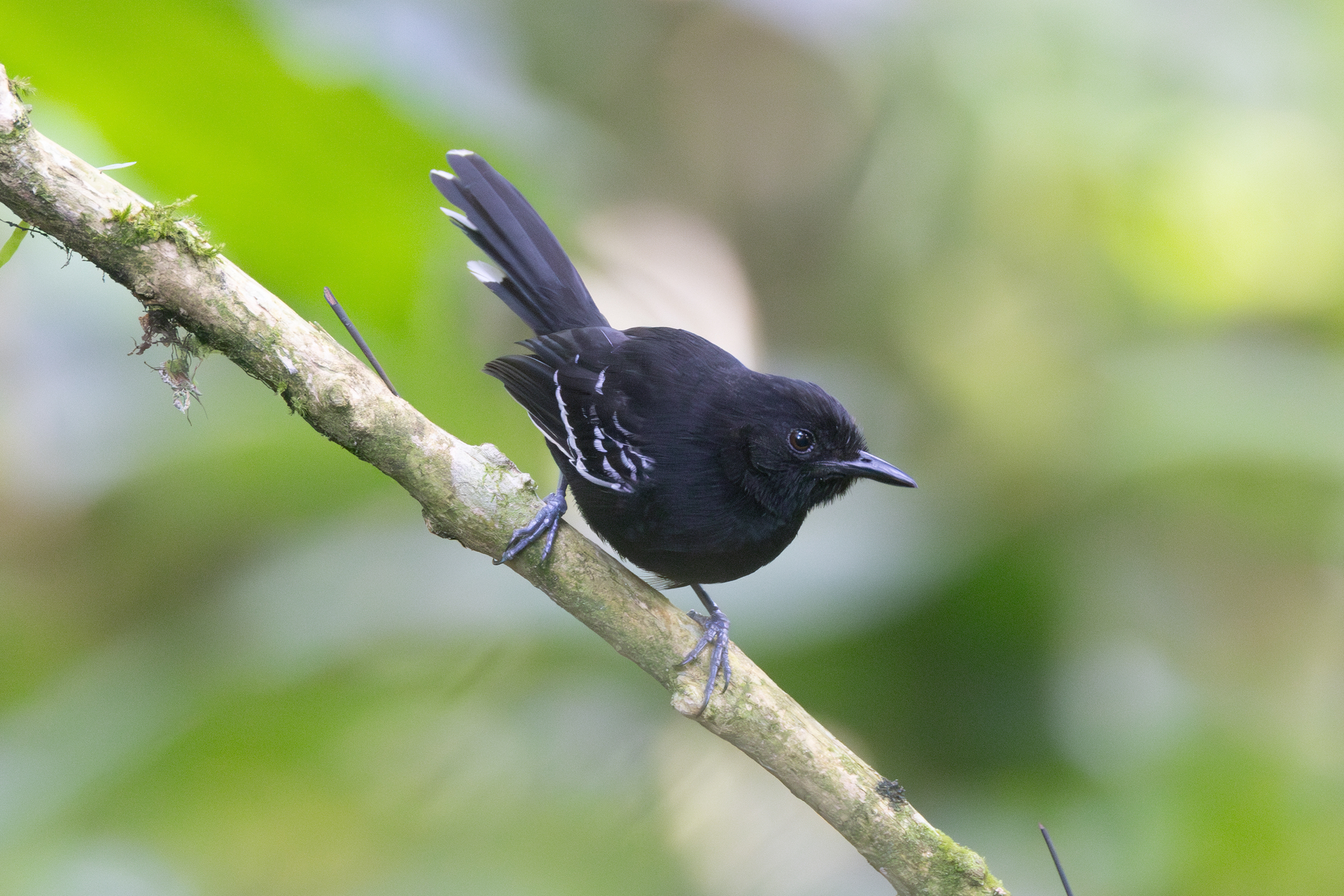 Jet Antbird (Cercomacra nigricans), photo 10