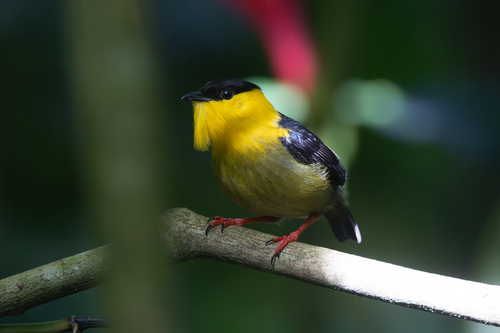Golden-collared Manakin (Manacus vitellinus), photo 8