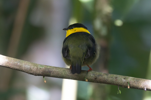 Golden-collared Manakin (Manacus vitellinus), photo 9