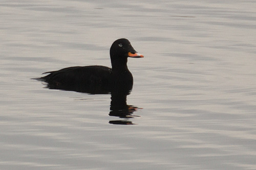 Negrón especulado (Melanitta fusca)