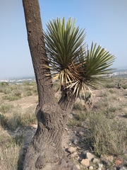 Yucca decipiens