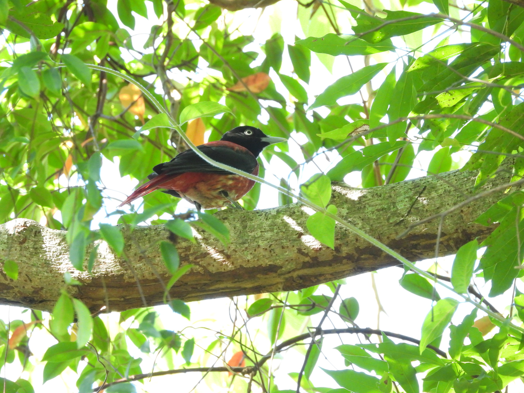 Maroon Oriole (Oriolus traillii), photo 7