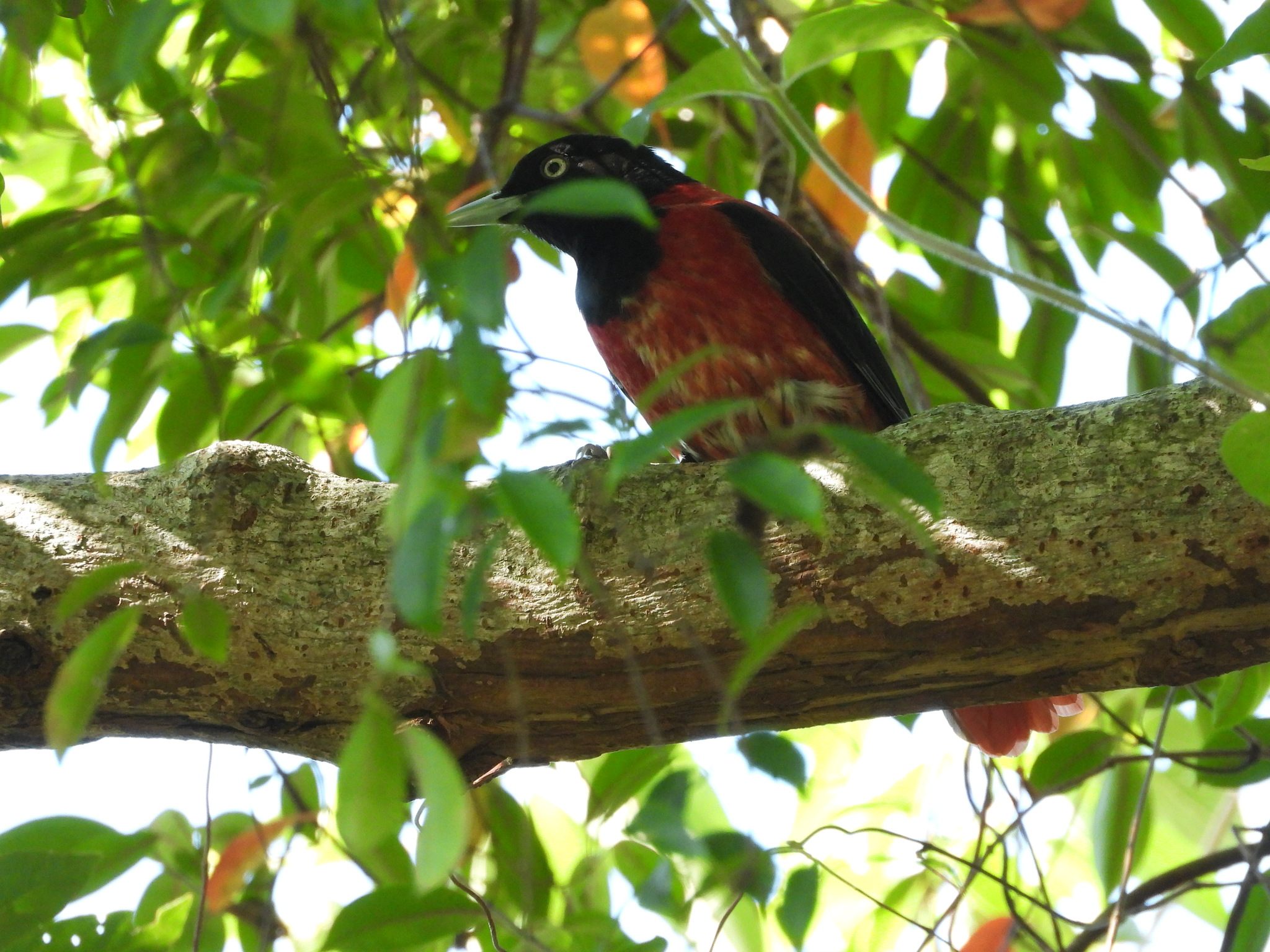 Maroon Oriole (Oriolus traillii), photo 8