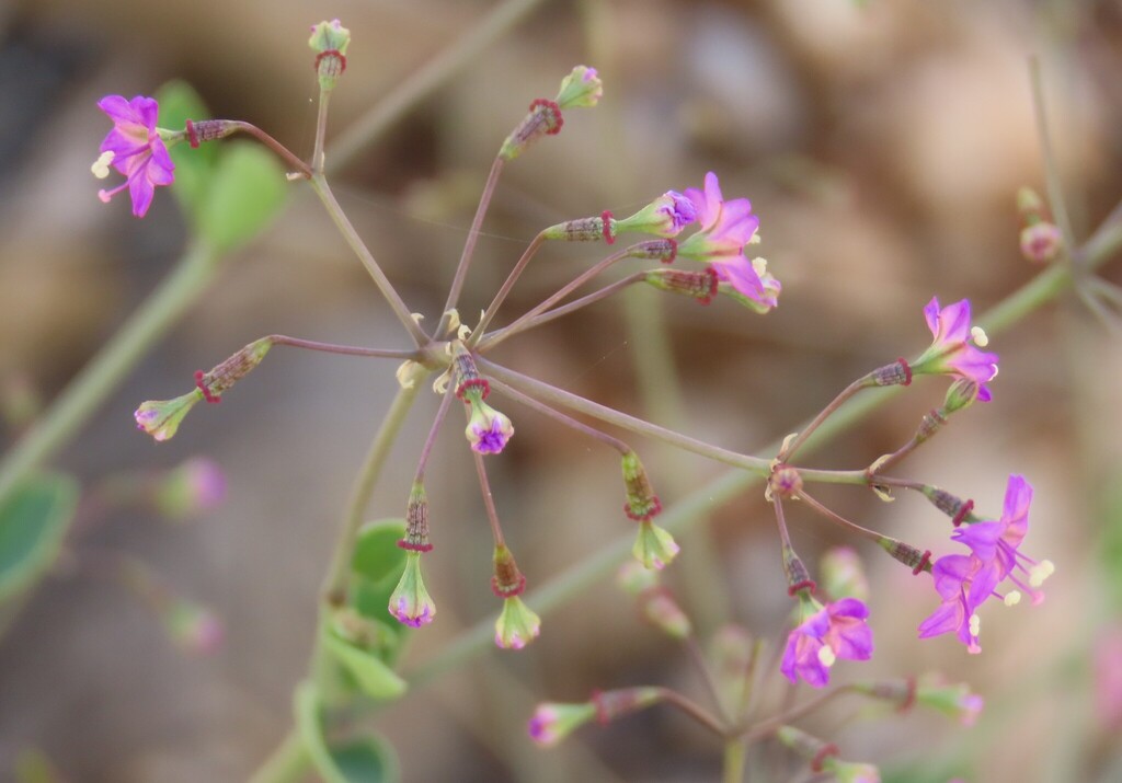 Commicarpus fallacissimus (Commicarpus fallacissimus)