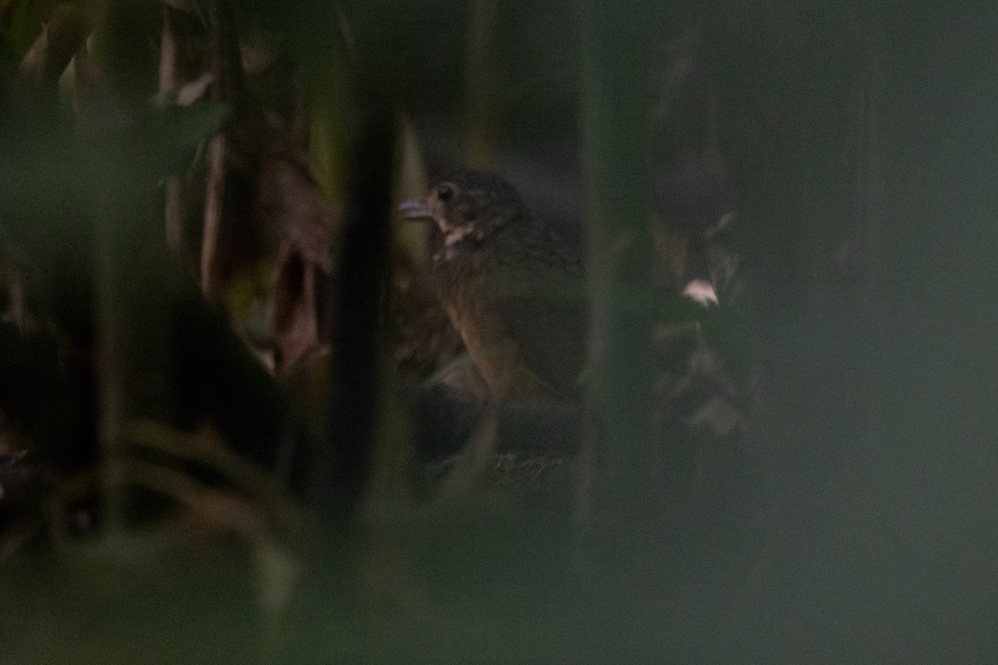 Scaled Antpitta (Grallaria guatimalensis), photo 1